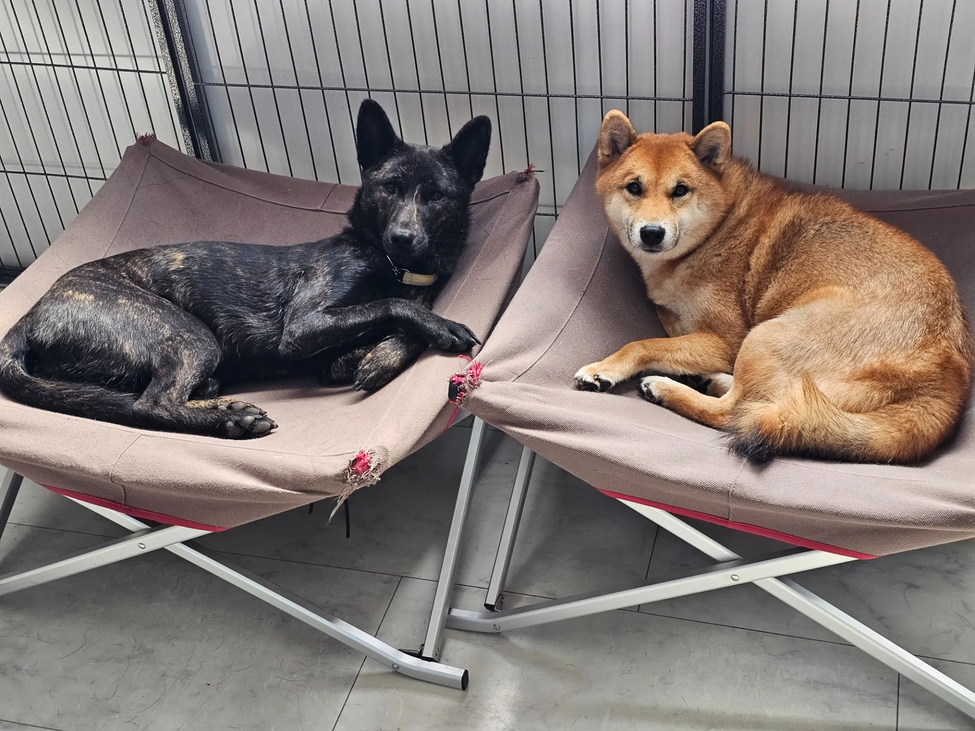 campsite fairy forestの自慢の看板犬！