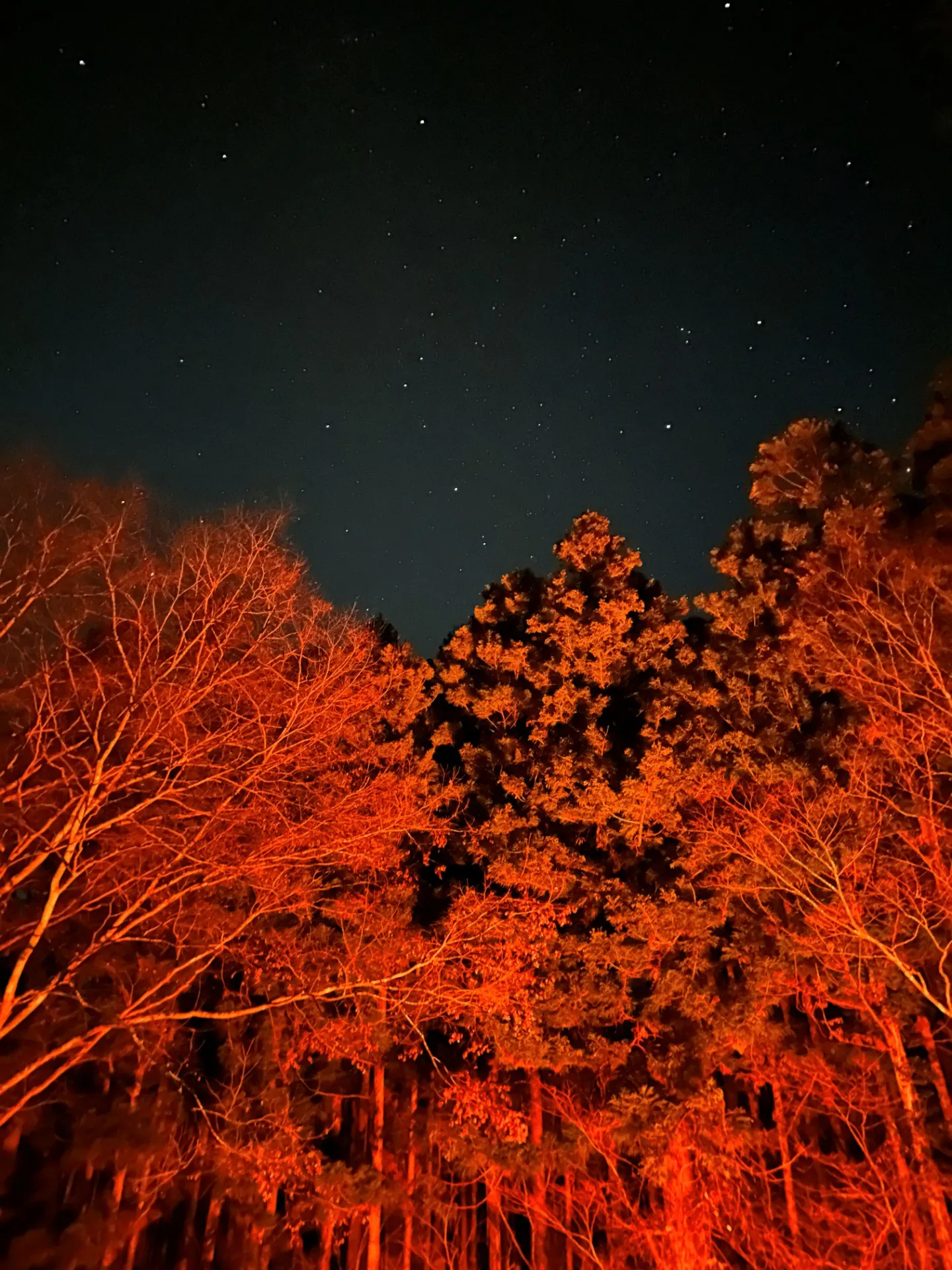 年越しキャンプ、まだ間に合います！